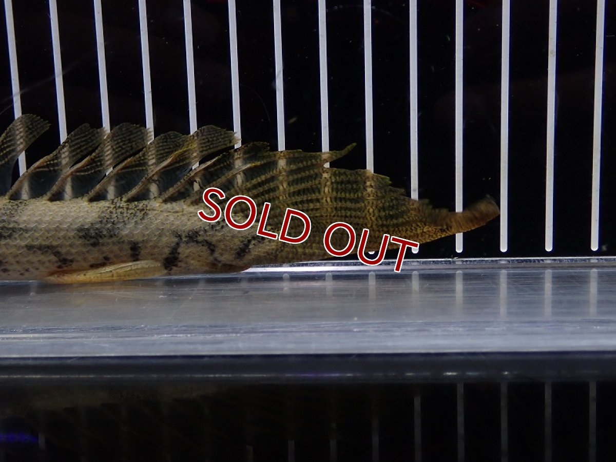 画像8: 【淡水魚】【通販】爆安 No3 ポリプテルス ロングフィン エンドリケリー【個体販売】(±20cm)(大型魚)(生体)(熱帯魚)NKO (8)