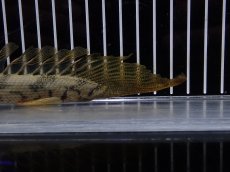 画像8: 【淡水魚】【通販】爆安 No3 ポリプテルス ロングフィン エンドリケリー【個体販売】(±20cm)(大型魚)(生体)(熱帯魚)NKO (8)