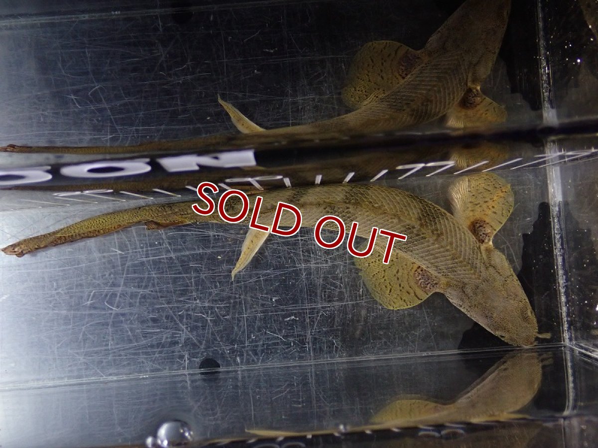 画像9: 【淡水魚】【通販】爆安 No3 ポリプテルス ロングフィン エンドリケリー【個体販売】(±20cm)(大型魚)(生体)(熱帯魚)NKO (9)