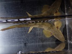 画像9: 【淡水魚】【通販】爆安 No3 ポリプテルス ロングフィン エンドリケリー【個体販売】(±20cm)(大型魚)(生体)(熱帯魚)NKO (9)