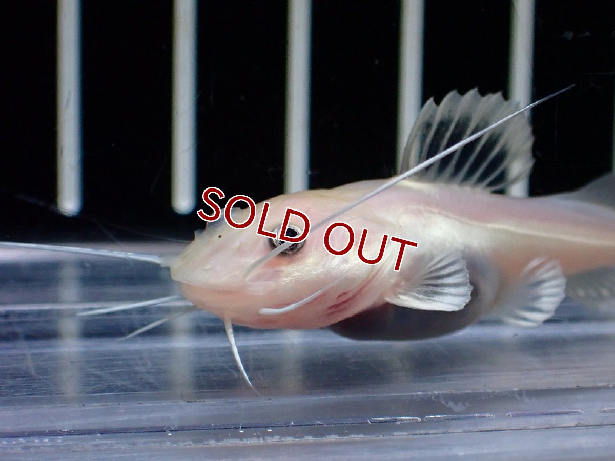 画像2: 【淡水魚】【通販】激安 特別価格 プラチナ レッドテールキャット【１匹 サンプル画像】(±6-7cm)(ナマズ)(生体)(熱帯魚)NK (2)