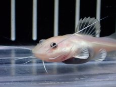 画像2: 【淡水魚】【通販】激安 プラチナ レッドテールキャット【１匹 サンプル画像】(±5cm)(ナマズ)(生体)(熱帯魚)NK (2)