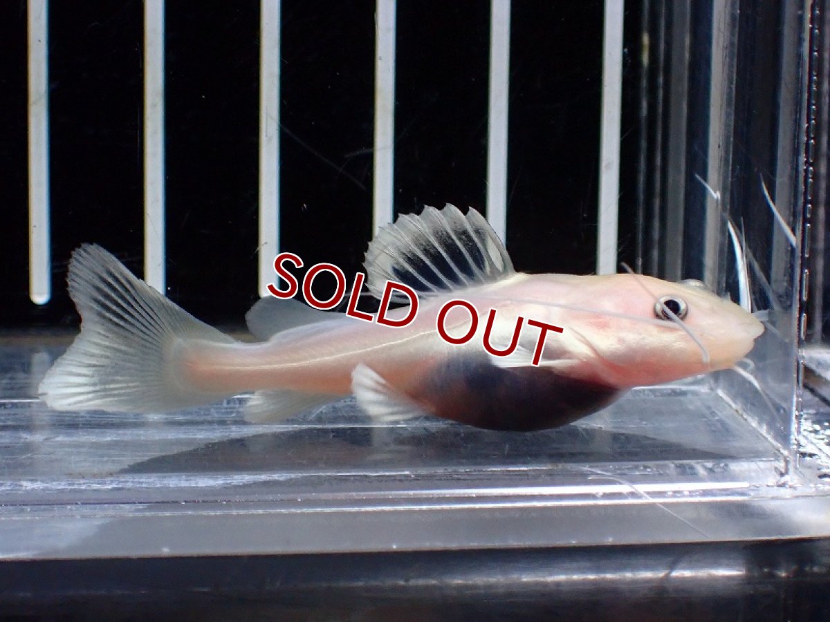 画像3: 【淡水魚】【通販】激安 特別価格 プラチナ レッドテールキャット【１匹 サンプル画像】(±6-7cm)(ナマズ)(生体)(熱帯魚)NK (3)