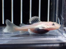 画像3: 【淡水魚】【通販】激安 プラチナ レッドテールキャット【１匹 サンプル画像】(±5cm)(ナマズ)(生体)(熱帯魚)NK (3)