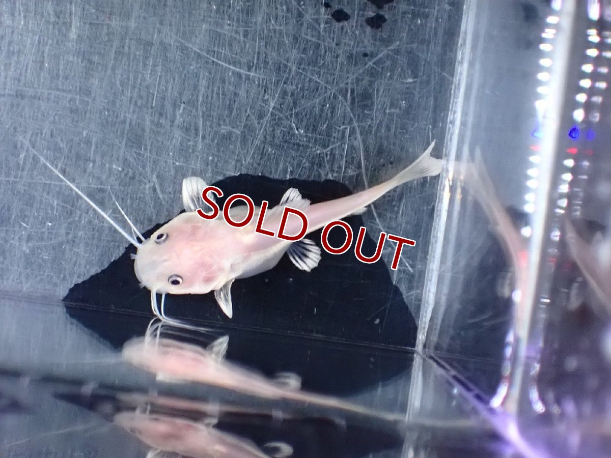 画像4: 【淡水魚】【通販】激安 特別価格 プラチナ レッドテールキャット【１匹 サンプル画像】(±6-7cm)(ナマズ)(生体)(熱帯魚)NK (4)