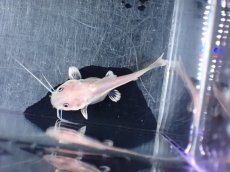 画像4: 【淡水魚】【通販】激安 プラチナ レッドテールキャット【１匹 サンプル画像】(±5cm)(ナマズ)(生体)(熱帯魚)NK (4)