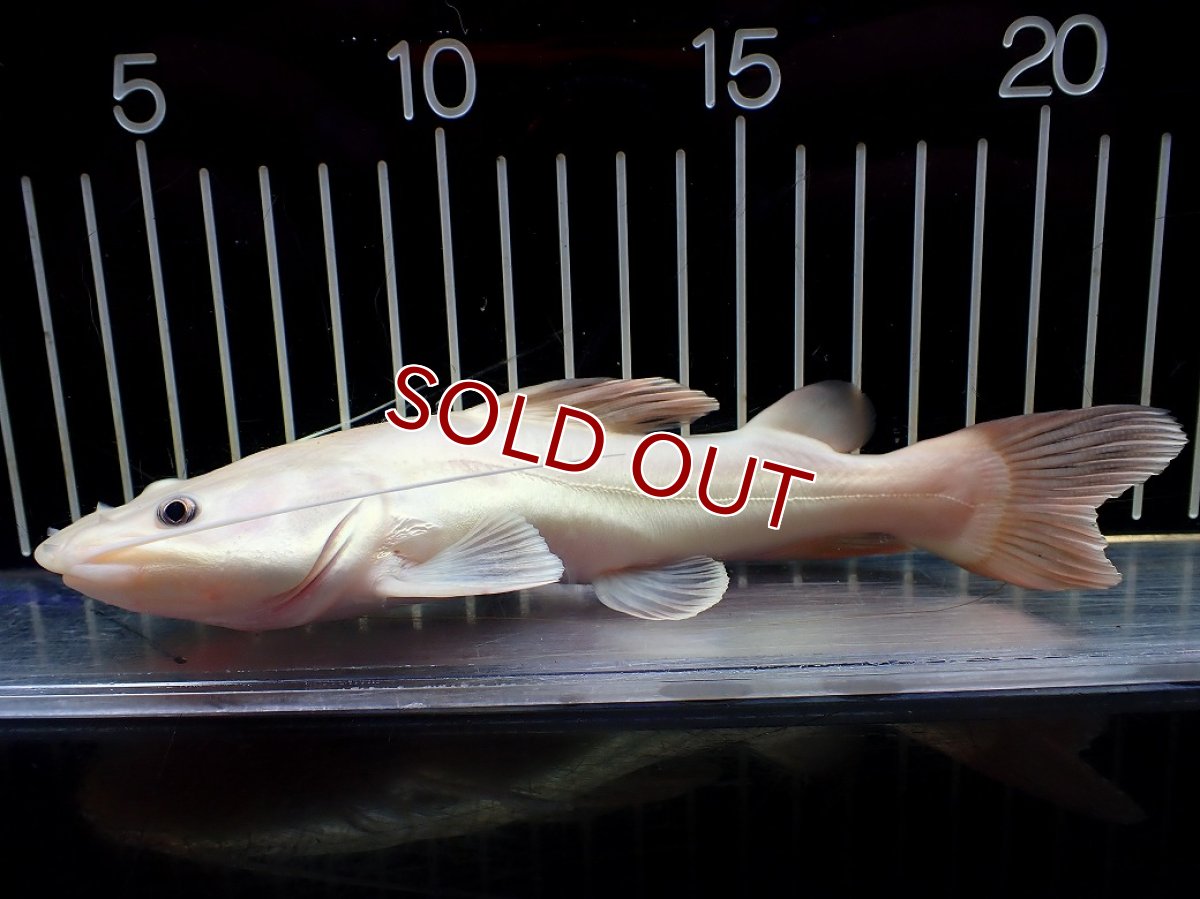 画像1: 【淡水魚】【通販】爆安 プラチナ レッドテールキャット【個体販売】(±18cm)(大型魚)(生体)(熱帯魚)NKO (1)