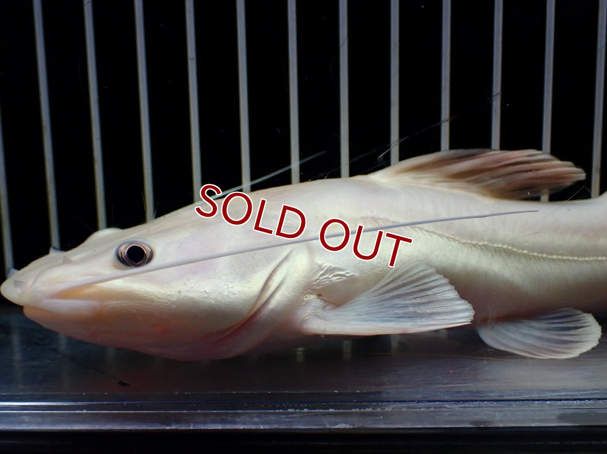 画像2: 【淡水魚】【通販】爆安 プラチナ レッドテールキャット【個体販売】(±18cm)(大型魚)(生体)(熱帯魚)NKO (2)