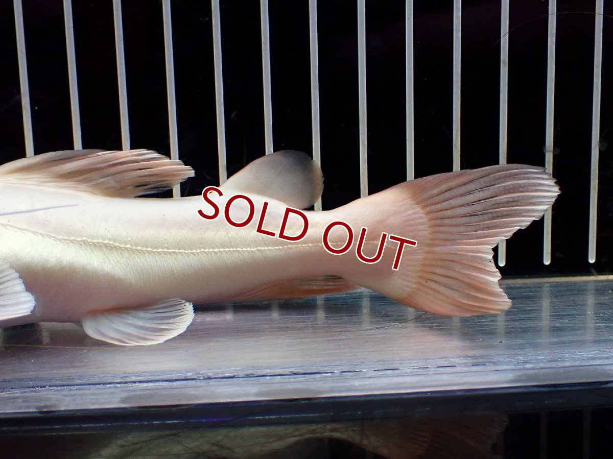 画像3: 【淡水魚】【通販】爆安 プラチナ レッドテールキャット【個体販売】(±18cm)(大型魚)(生体)(熱帯魚)NKO (3)