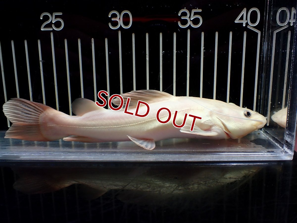 画像4: 【淡水魚】【通販】爆安 プラチナ レッドテールキャット【個体販売】(±18cm)(大型魚)(生体)(熱帯魚)NKO (4)