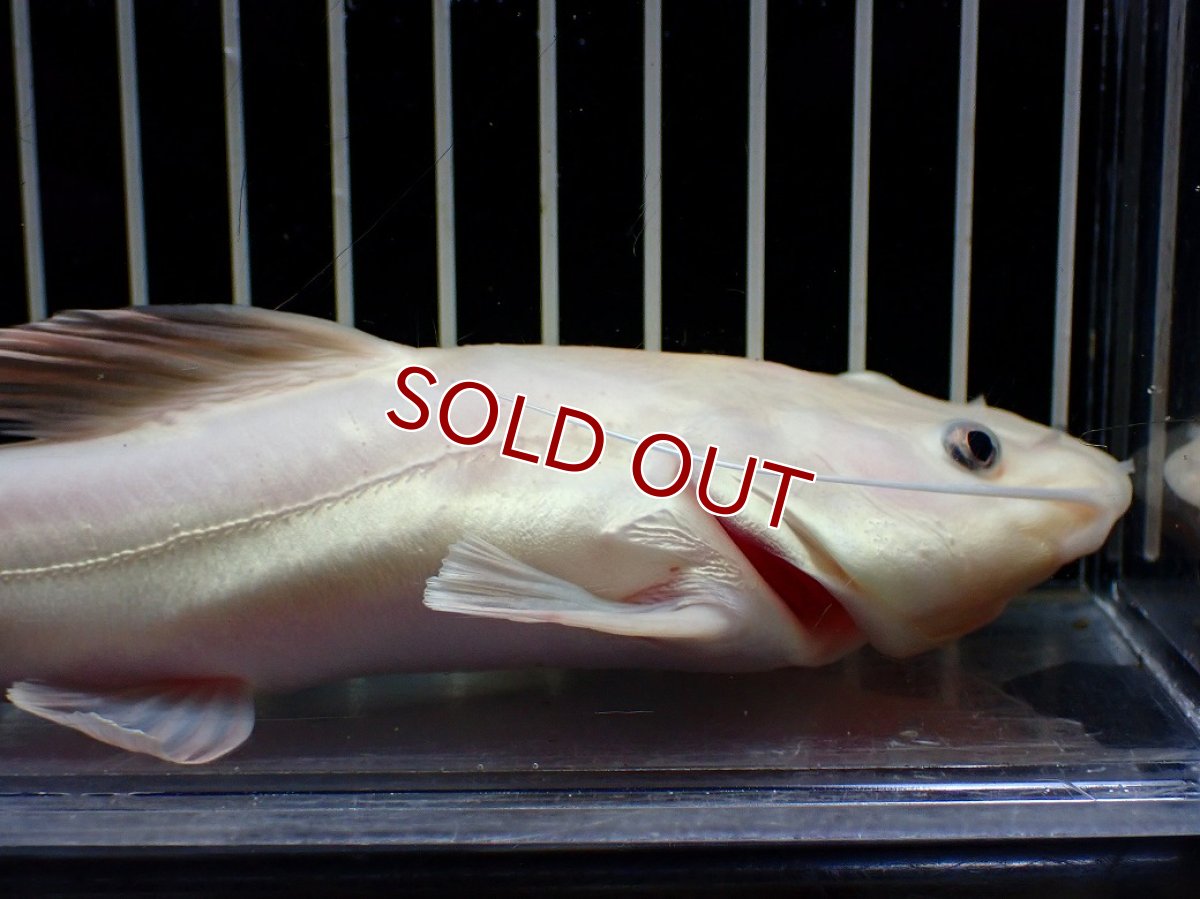 画像5: 【淡水魚】【通販】爆安 プラチナ レッドテールキャット【個体販売】(±18cm)(大型魚)(生体)(熱帯魚)NKO (5)