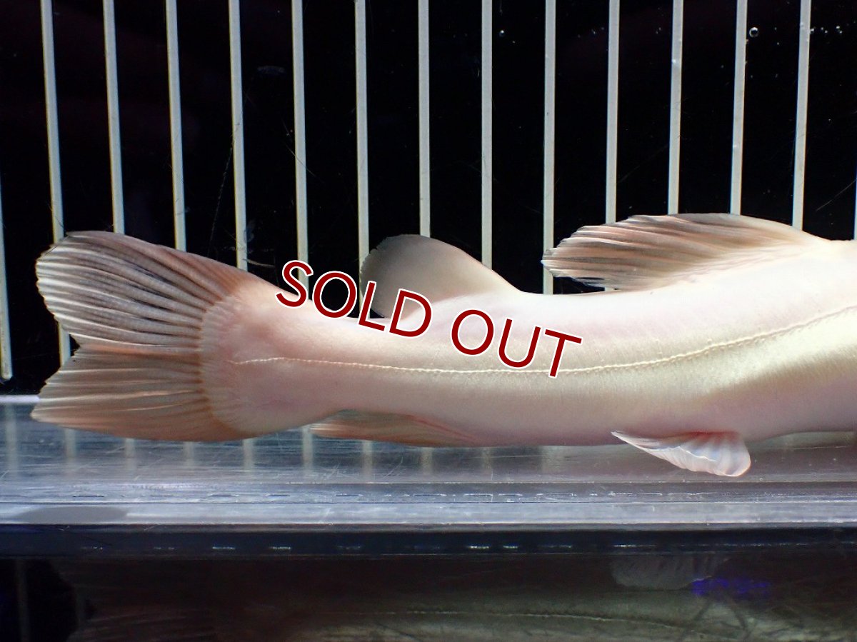 画像6: 【淡水魚】【通販】爆安 プラチナ レッドテールキャット【個体販売】(±18cm)(大型魚)(生体)(熱帯魚)NKO (6)