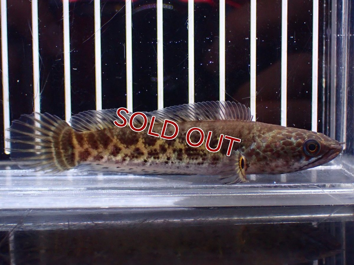 画像1: 【淡水魚】【通販】超激レア No1 ショートボディ バイオレットスネークヘッド【個体販売】(±9cm)(生体)(熱帯魚)NKO (1)