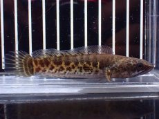 画像1: 【淡水魚】【通販】超激レア No1 ショートボディ バイオレットスネークヘッド【個体販売】(±9cm)(生体)(熱帯魚)NKO (1)