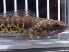 画像2: 【淡水魚】【通販】超激レア No1 ショートボディ バイオレットスネークヘッド【個体販売】(±9cm)(生体)(熱帯魚)NKO (2)