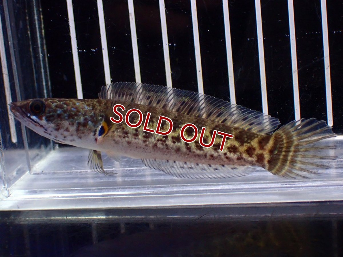 画像4: 【淡水魚】【通販】超激レア No1 ショートボディ バイオレットスネークヘッド【個体販売】(±9cm)(生体)(熱帯魚)NKO (4)