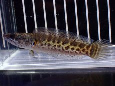 画像4: 【淡水魚】【通販】超激レア No1 ショートボディ バイオレットスネークヘッド【個体販売】(±9cm)(生体)(熱帯魚)NKO (4)