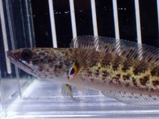 画像5: 【淡水魚】【通販】超激レア No1 ショートボディ バイオレットスネークヘッド【個体販売】(±9cm)(生体)(熱帯魚)NKO (5)