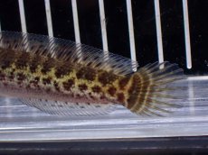 画像6: 【淡水魚】【通販】超激レア No1 ショートボディ バイオレットスネークヘッド【個体販売】(±9cm)(生体)(熱帯魚)NKO (6)