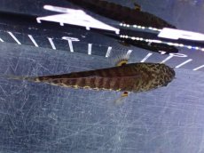 画像7: 【淡水魚】【通販】超激レア No1 ショートボディ バイオレットスネークヘッド【個体販売】(±9cm)(生体)(熱帯魚)NKO (7)