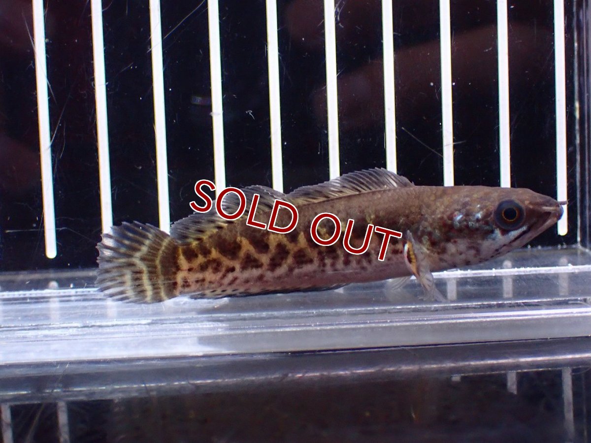 画像1: 【アーリーサマーセール10%OFFクーポン番号（10）対象商品 淡水魚】【淡水魚】【通販】超激レア No2 ショートボディ バイオレットスネークヘッド【個体販売】(±7cm)(生体)(熱帯魚)NKO (1)