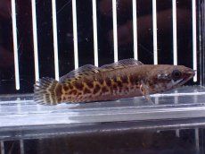 画像1: 【淡水魚】【通販】超激レア No2 ショートボディ バイオレットスネークヘッド【個体販売】(±7cm)(生体)(熱帯魚)NKO (1)