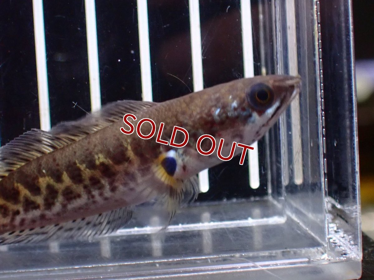 画像2: 【淡水魚】【通販】超激レア No2 ショートボディ バイオレットスネークヘッド【個体販売】(±7cm)(生体)(熱帯魚)NKO (2)