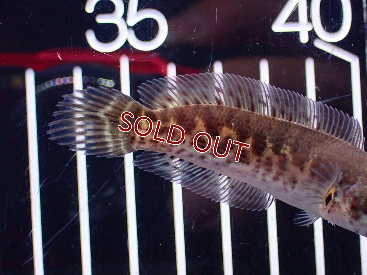 画像3: 【淡水魚】【通販】超激レア No2 ショートボディ バイオレットスネークヘッド【個体販売】(±7cm)(生体)(熱帯魚)NKO (3)