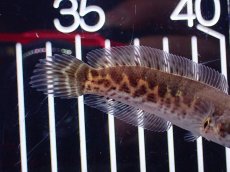 画像3: 【淡水魚】【通販】超激レア No2 ショートボディ バイオレットスネークヘッド【個体販売】(±7cm)(生体)(熱帯魚)NKO (3)