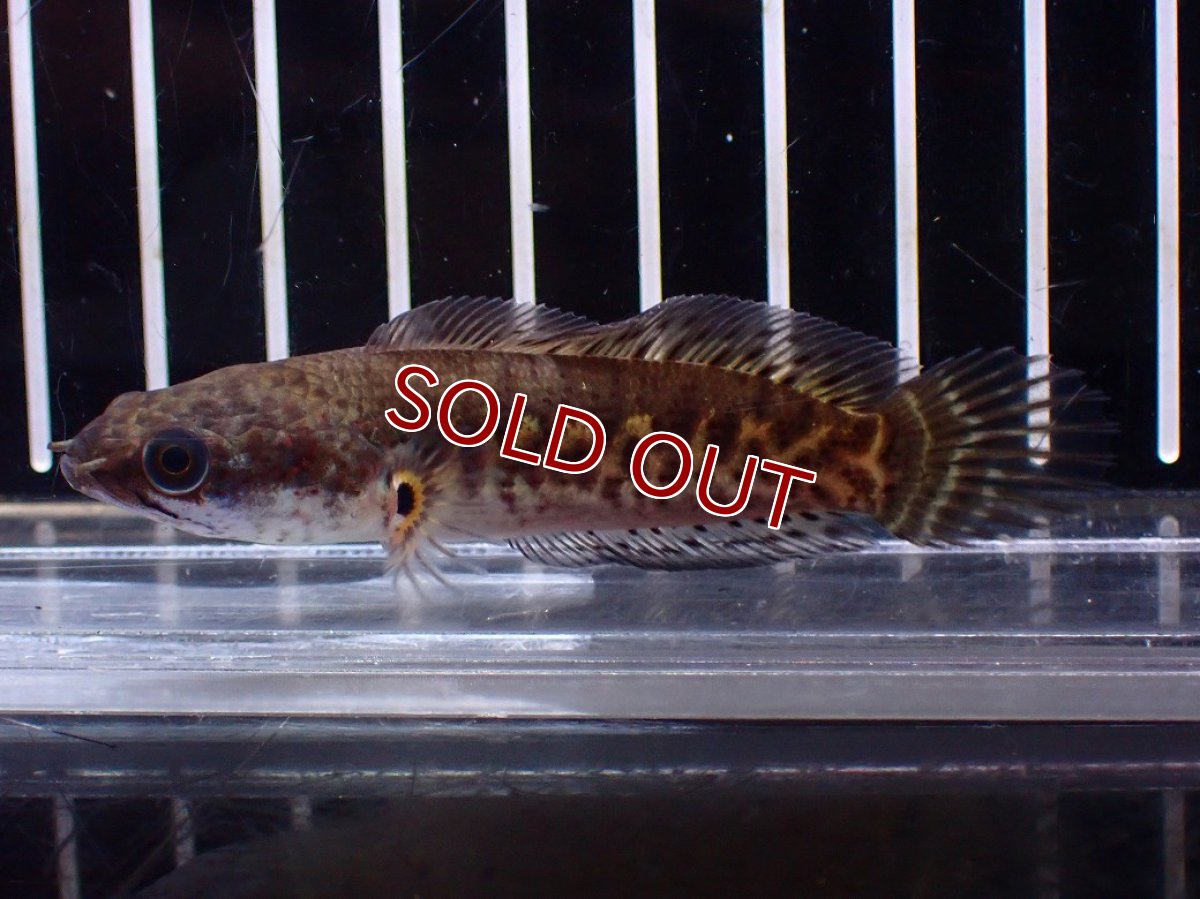 画像4: 【淡水魚】【通販】超激レア No2 ショートボディ バイオレットスネークヘッド【個体販売】(±7cm)(生体)(熱帯魚)NKO (4)