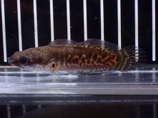 画像4: 【淡水魚】【通販】超激レア No2 ショートボディ バイオレットスネークヘッド【個体販売】(±7cm)(生体)(熱帯魚)NKO (4)
