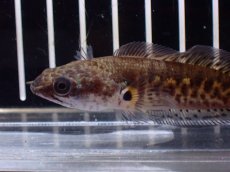 画像5: 【淡水魚】【通販】超激レア No2 ショートボディ バイオレットスネークヘッド【個体販売】(±7cm)(生体)(熱帯魚)NKO (5)