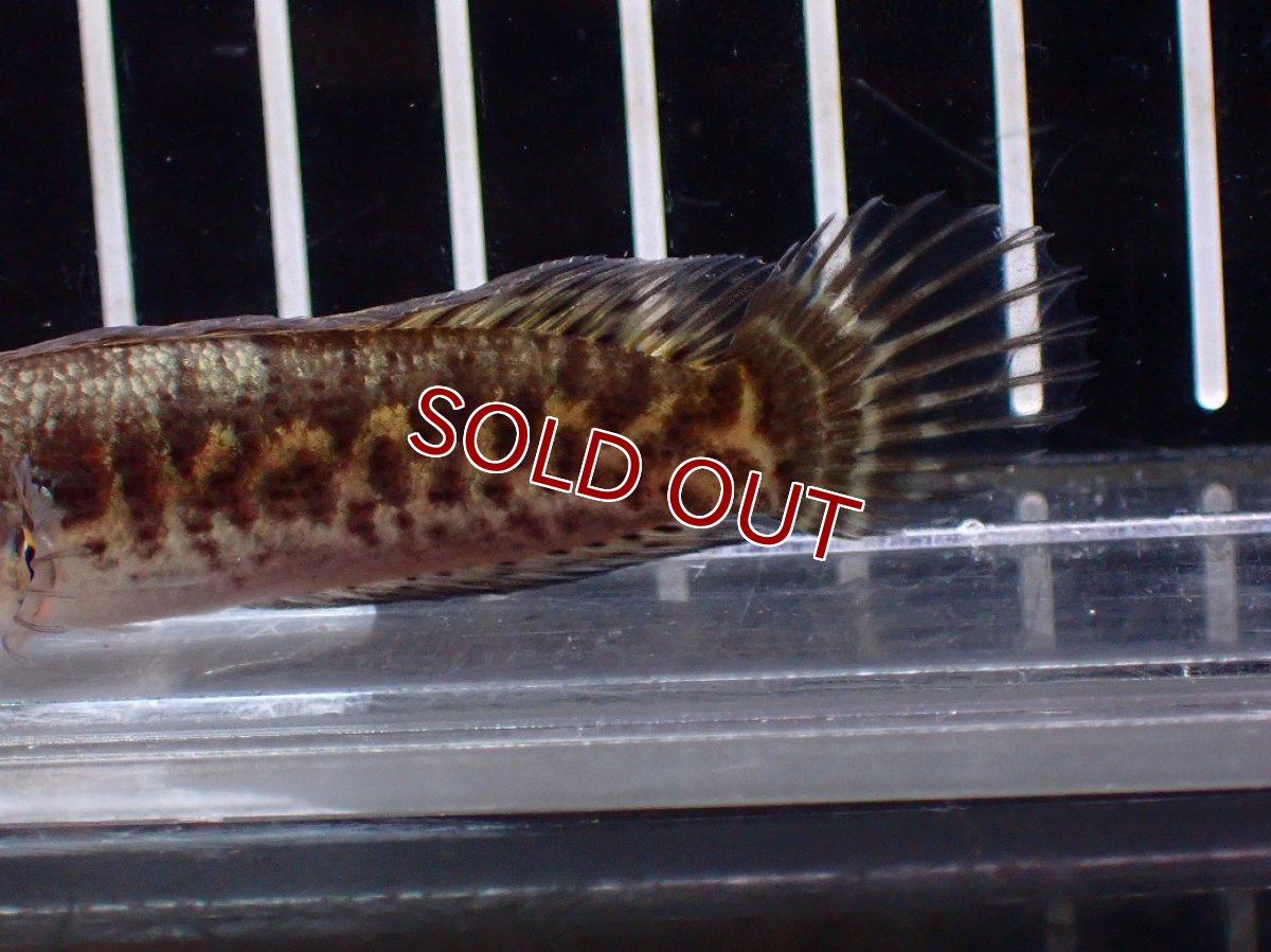 画像6: 【淡水魚】【通販】超激レア No2 ショートボディ バイオレットスネークヘッド【個体販売】(±7cm)(生体)(熱帯魚)NKO (6)