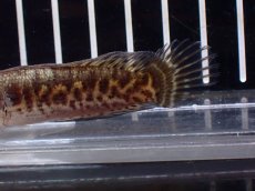 画像6: 【淡水魚】【通販】超激レア No2 ショートボディ バイオレットスネークヘッド【個体販売】(±7cm)(生体)(熱帯魚)NKO (6)