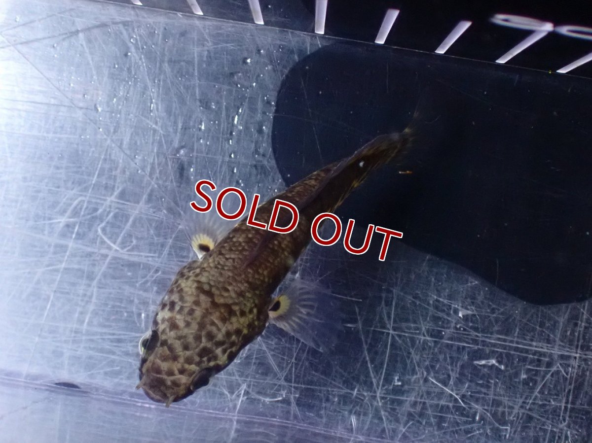 画像7: 【淡水魚】【通販】超激レア No2 ショートボディ バイオレットスネークヘッド【個体販売】(±7cm)(生体)(熱帯魚)NKO (7)