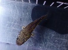 画像7: 【淡水魚】【通販】超激レア No2 ショートボディ バイオレットスネークヘッド【個体販売】(±7cm)(生体)(熱帯魚)NKO (7)