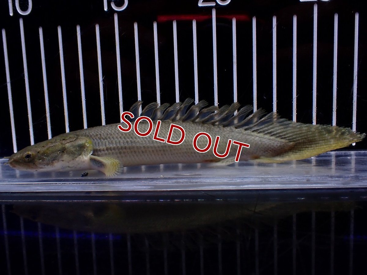 画像1: 【特売】【淡水魚】【通販】超激レア No1 ショートボディ ポリプテルス ラプラディ【個体販売】(±17cm)(大型魚)(生体)(熱帯魚)NKO (1)
