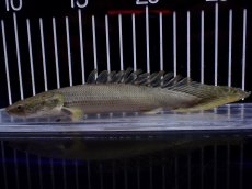 画像1: 【淡水魚】【通販】超激レア No1 ショートボディ ポリプテルス ラプラディ【個体販売】(±17cm)(大型魚)(生体)(熱帯魚)NKO (1)