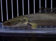 画像2: 【淡水魚】【通販】超激レア No1 ショートボディ ポリプテルス ラプラディ【個体販売】(±17cm)(大型魚)(生体)(熱帯魚)NKO (2)