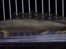 画像3: 【淡水魚】【通販】超激レア No1 ショートボディ ポリプテルス ラプラディ【個体販売】(±17cm)(大型魚)(生体)(熱帯魚)NKO (3)