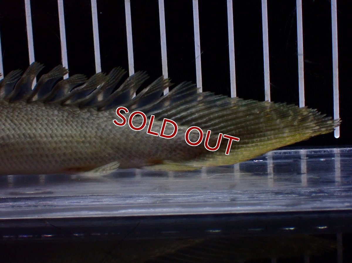 画像4: 【特売】【淡水魚】【通販】超激レア No1 ショートボディ ポリプテルス ラプラディ【個体販売】(±17cm)(大型魚)(生体)(熱帯魚)NKO (4)
