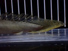 画像4: 【淡水魚】【通販】超激レア No1 ショートボディ ポリプテルス ラプラディ【個体販売】(±17cm)(大型魚)(生体)(熱帯魚)NKO (4)