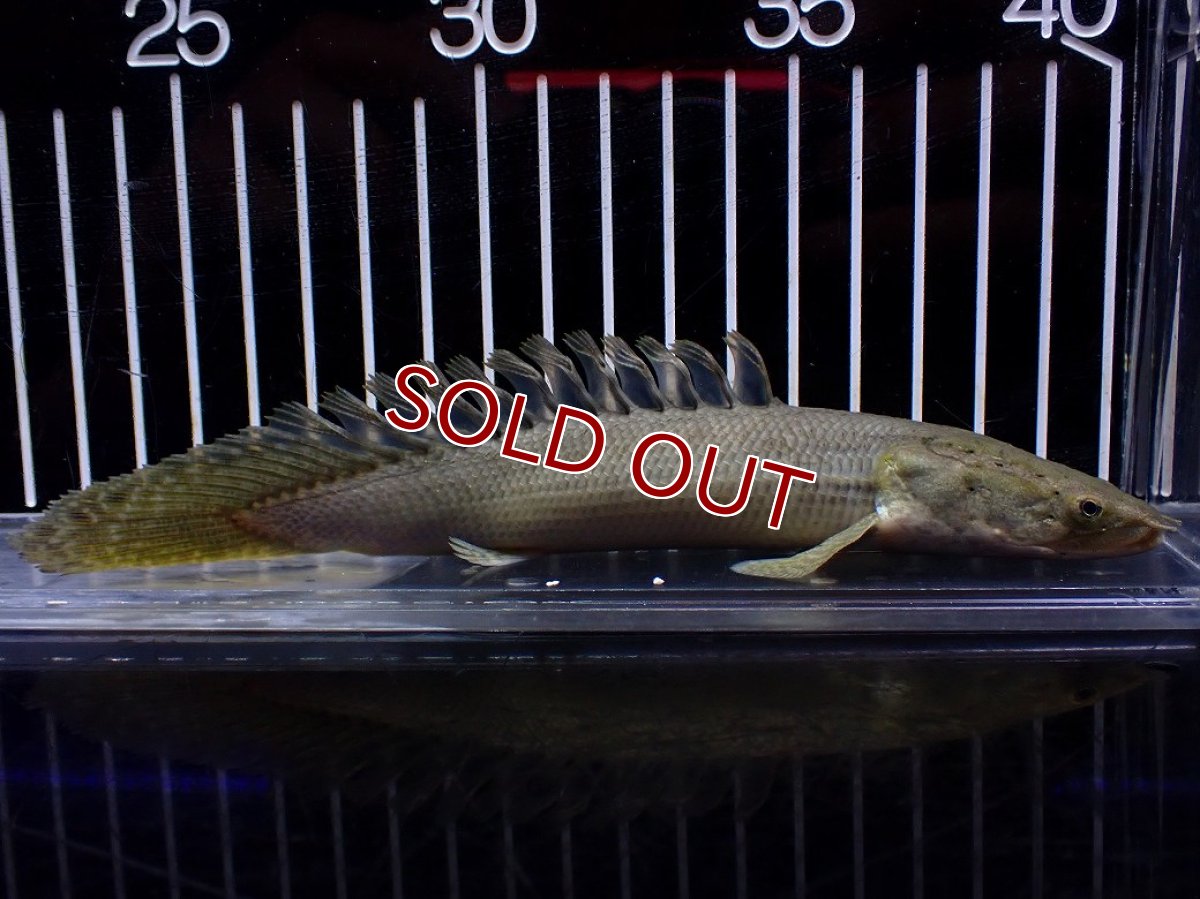 画像5: 【特売】【淡水魚】【通販】超激レア No1 ショートボディ ポリプテルス ラプラディ【個体販売】(±17cm)(大型魚)(生体)(熱帯魚)NKO (5)