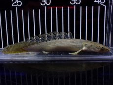 画像5: 【淡水魚】【通販】超激レア No1 ショートボディ ポリプテルス ラプラディ【個体販売】(±17cm)(大型魚)(生体)(熱帯魚)NKO (5)