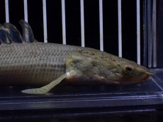 画像6: 【淡水魚】【通販】超激レア No1 ショートボディ ポリプテルス ラプラディ【個体販売】(±17cm)(大型魚)(生体)(熱帯魚)NKO (6)