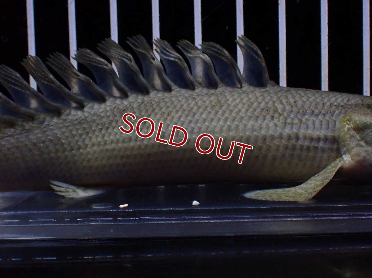 画像7: 【特売】【淡水魚】【通販】超激レア No1 ショートボディ ポリプテルス ラプラディ【個体販売】(±17cm)(大型魚)(生体)(熱帯魚)NKO (7)