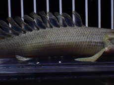 画像7: 【淡水魚】【通販】超激レア No1 ショートボディ ポリプテルス ラプラディ【個体販売】(±17cm)(大型魚)(生体)(熱帯魚)NKO (7)