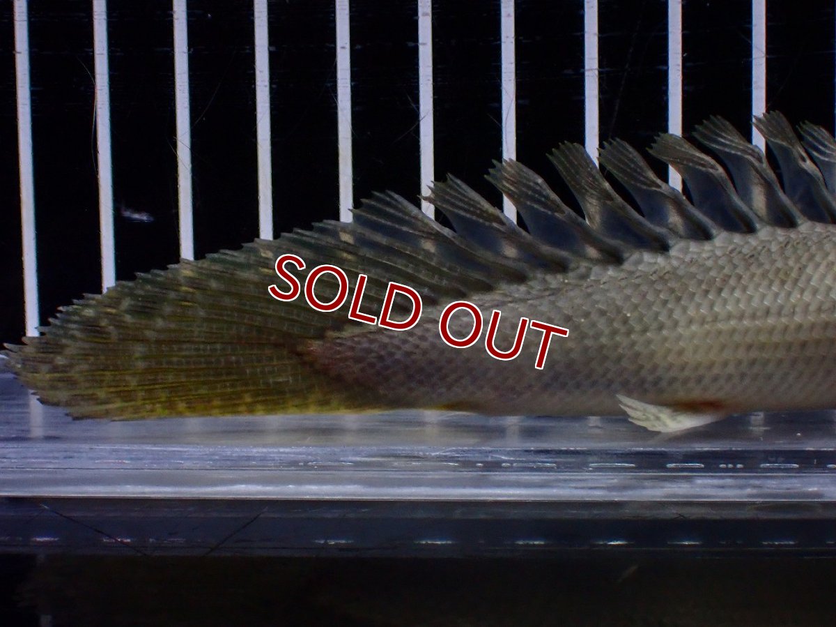 画像8: 【特売】【淡水魚】【通販】超激レア No1 ショートボディ ポリプテルス ラプラディ【個体販売】(±17cm)(大型魚)(生体)(熱帯魚)NKO (8)