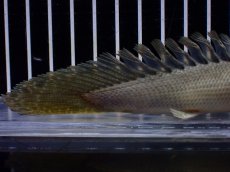 画像8: 【淡水魚】【通販】超激レア No1 ショートボディ ポリプテルス ラプラディ【個体販売】(±17cm)(大型魚)(生体)(熱帯魚)NKO (8)