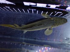 画像9: 【淡水魚】【通販】超激レア No1 ショートボディ ポリプテルス ラプラディ【個体販売】(±17cm)(大型魚)(生体)(熱帯魚)NKO (9)